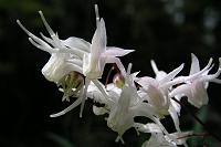 ���Ԃ̃C�J���\�E