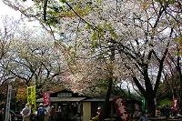 城山の桜