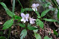 ������ƕς���H�̃G�C�U���X�~���𔭌��I