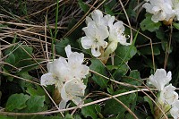 �L�o�i�V���N�i�Q�B