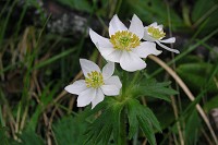 �n�N�T���C�`�Q